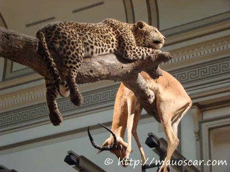 cheeta-museu-nacional-de-historia-natural-de-washington