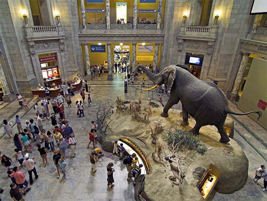 New-York-City-Tourism-in-American-Museum-of-Natural-History