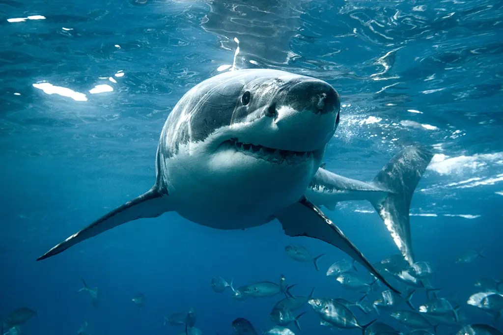 O filme ‘Tubarão’ completa 50&nbsp;anos